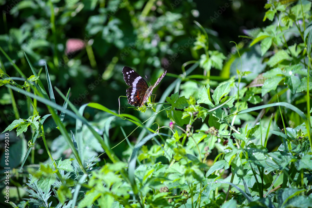 butterfly on the grass butterfly on the grass
