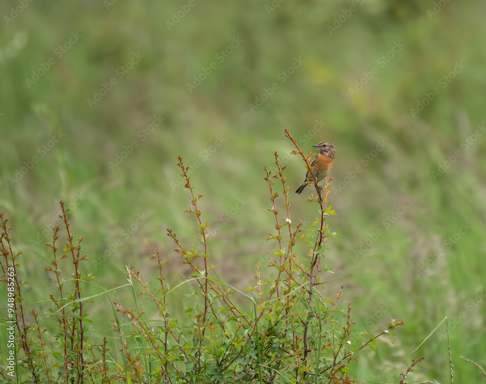 a female stonechat (Saxicola rubicola) perched high on a meadow plant a female stonechat (Saxicola rubicola) perched high on a meadow plant