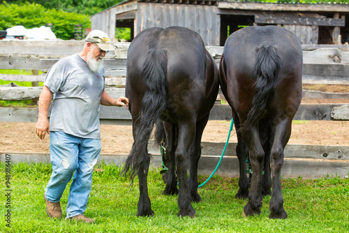 Obraz na plátně Farmer standing with his percheron draft horses in a stockade.