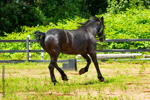 Percheron draft horse running in a stockade in Connecticut. photo