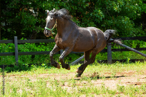 Percheron draft horse galloping in a stockade in Connecticut.