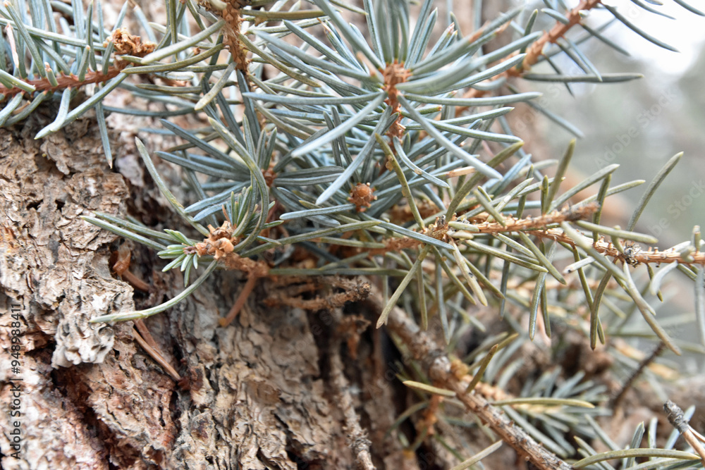 Sprigs of pine Sprigs of pine