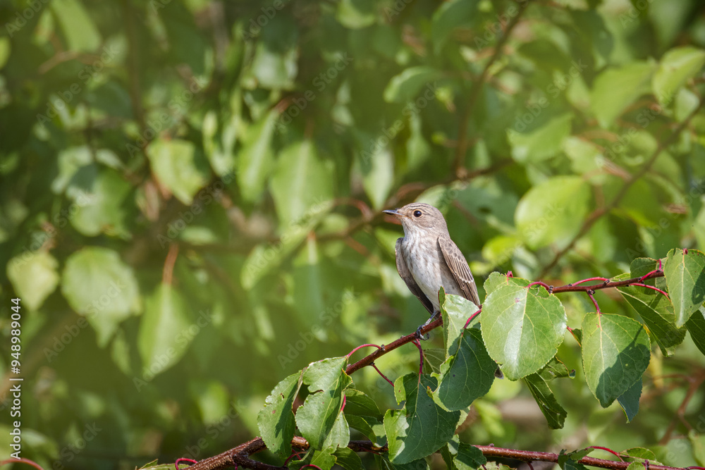 A Spotted flycatcher sits on a branch with green leaves and looks toward the camera lens on a sunny summer day. A Spotted flycatcher sits on a branch with green leaves and looks toward the camera lens on a sunny summer day.