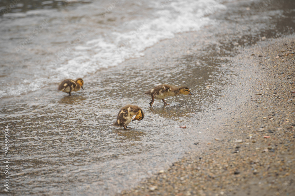 Three ducklings wading in shallow water near the shore, exploring the beach on a cloudy day. Three ducklings wading in shallow water near the shore, exploring the beach on a cloudy day.