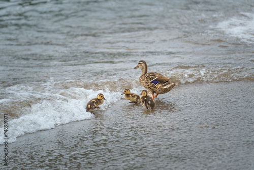 Three ducklings wading in shallow water near the shore, exploring the beach on a cloudy day.