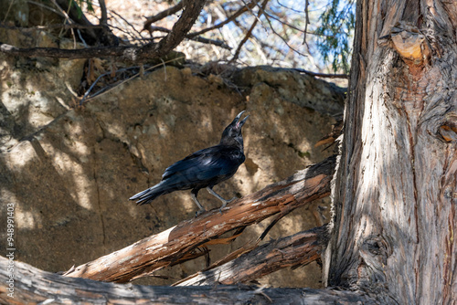crow on the tree with beautiful sunlight