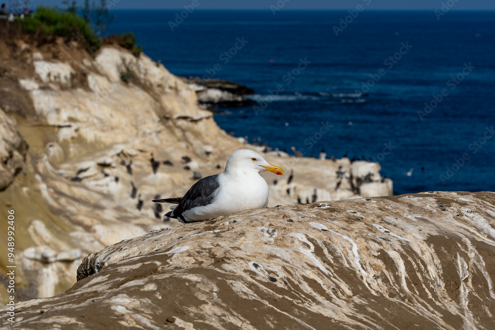 Fototapeta premium seagull on the rocks