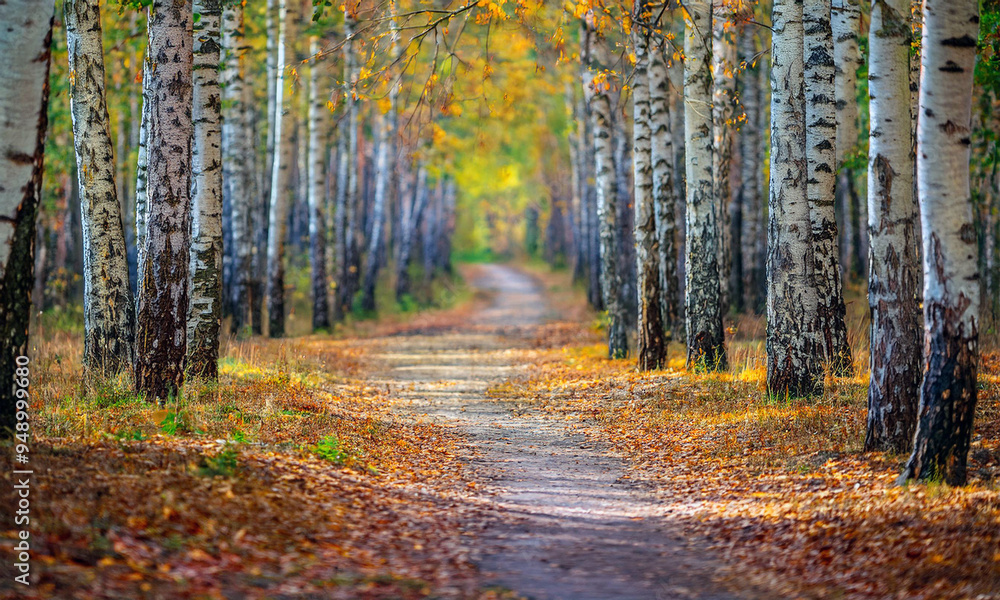 path in the autumn forest, country road in autumn
path in the autumn forest, country road in autumn