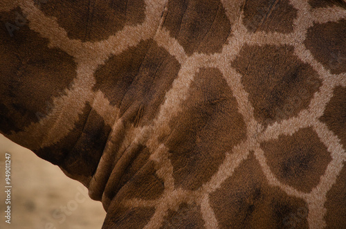 Detalle de la piel de una girafa