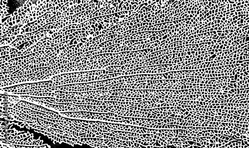 Skeleton leaf background. Not AI. Vector illustration.