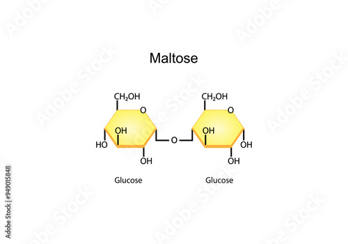	
Maltose Disaccharide Molecule. Glucose Sugar units. Scientific Diagram. Vector Illustration.	
