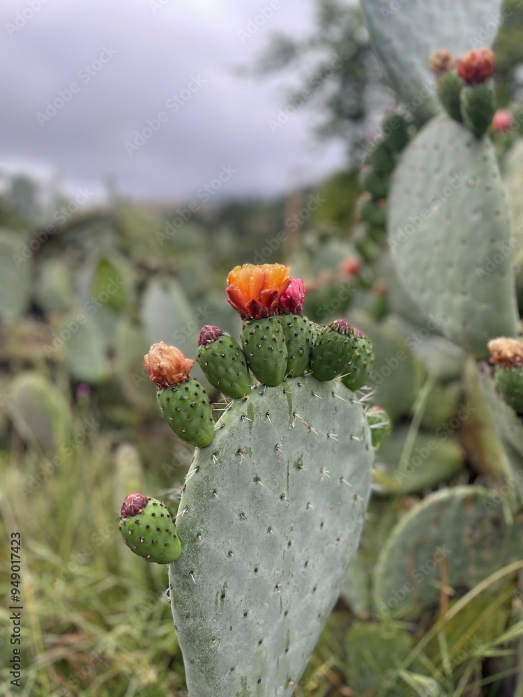 cactus in desert cactus in desert