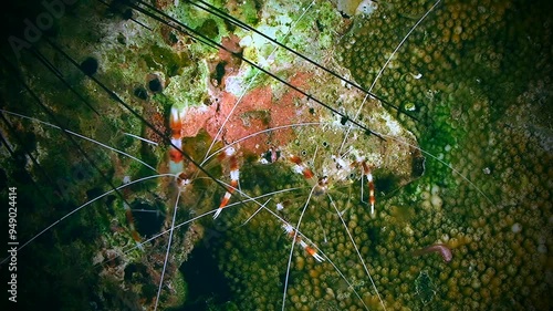 A pair of Banded Coral Shrimp (Stenopus hispidus) sitting on the surface of a stone. photo