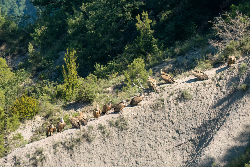 a committee ofGriffon vultures (Eurasion griffon, Gyps fulvus) gathered on a rock outcrop a committee ofGriffon vultures (Eurasion griffon, Gyps fulvus) gathered on a rock outcrop
