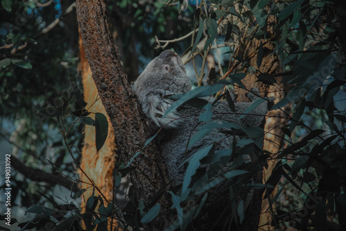 Photography a photo of a koala resting on a tree