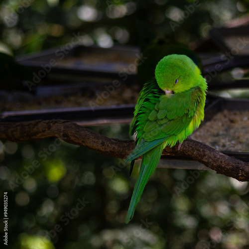 Little bird