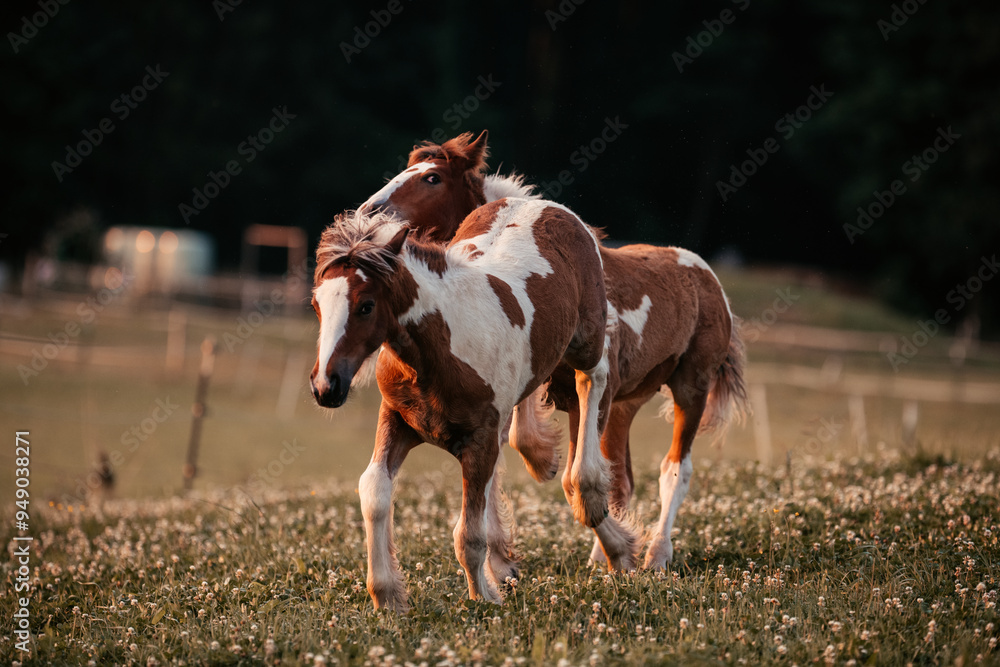 Irish Cob Fohlen auf der Wiese Irish Cob Fohlen auf der Wiese