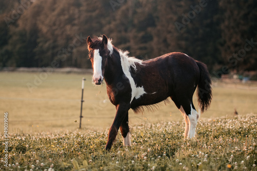 Irish Cob Fohlen auf der Wiese photo