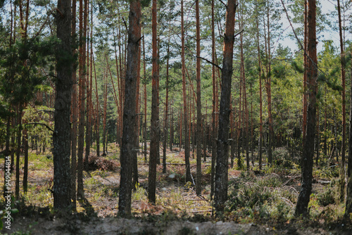 photo of a summer sunny forest with tall grass, bushes and trees photo