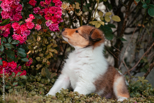 American Collie photo