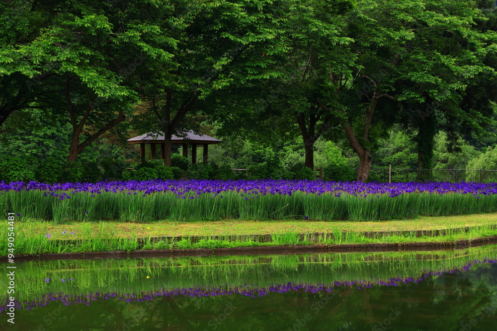 Obraz premium 夏の錦秋湖畔 あやめ園