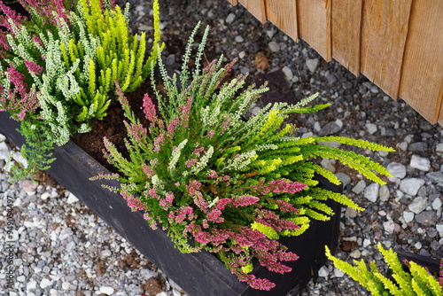 Top down view of pink and green flowers of Heather Calluna in outdoors boxes. Stone pebble below. Iglu park, Tallinn, Estonia, Europe. August 2024