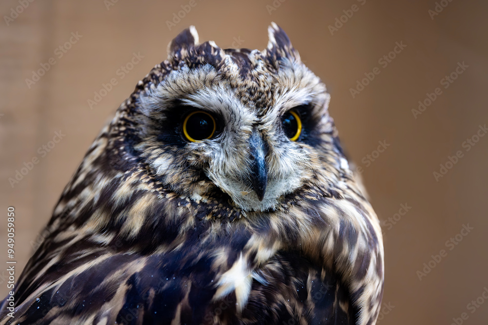 Fototapeta premium Short-Eared Owl Closeup Portrait