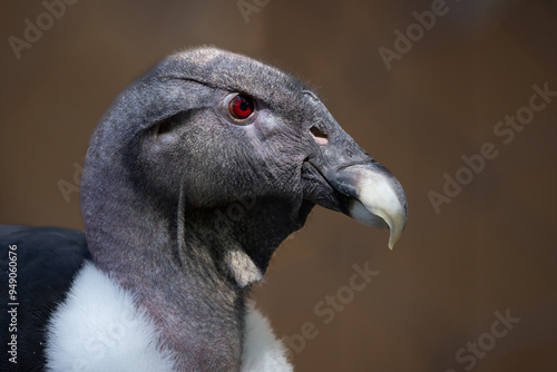 Closeup Portrait of an Andean Condor