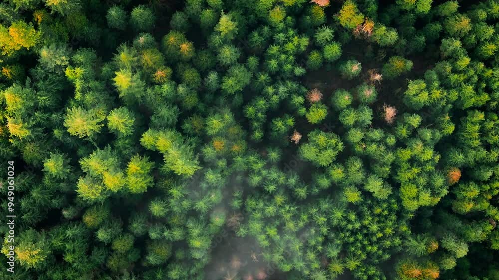Top-down view shows a green pine forest through the clouds. Canadian nature Top-down view shows a green pine forest through the clouds. Canadian nature