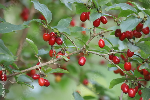 Cornus mas. Red fruit of the cornelian cherry, european cornel or cornelian cherry dogwood.