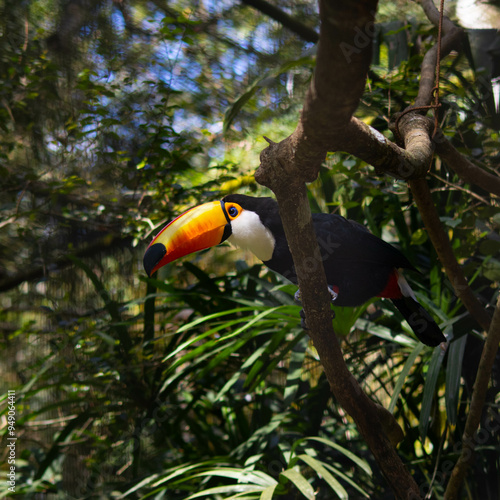 toucan on a tree
