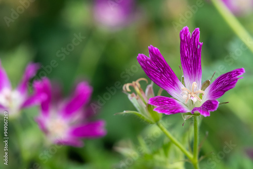 Macro shot of a Thurstonianum cranesbill (geranium x oxonianum) flower in bloom photo