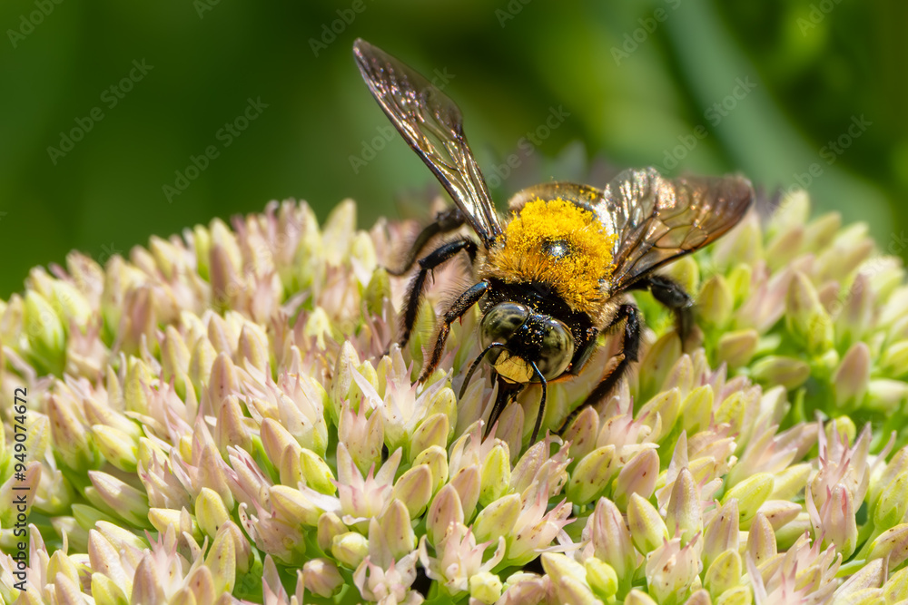 Carpenter bee feeding on a white sedum flower Carpenter bee feeding on a white sedum flower