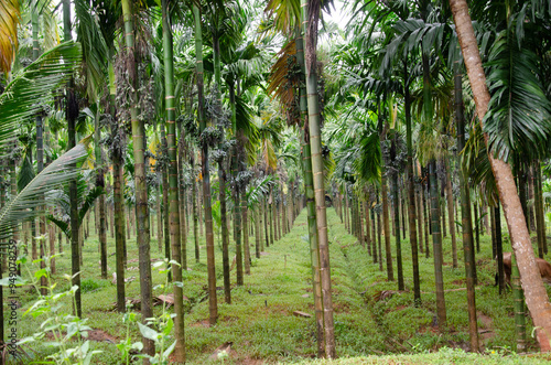 Areca nut plantation