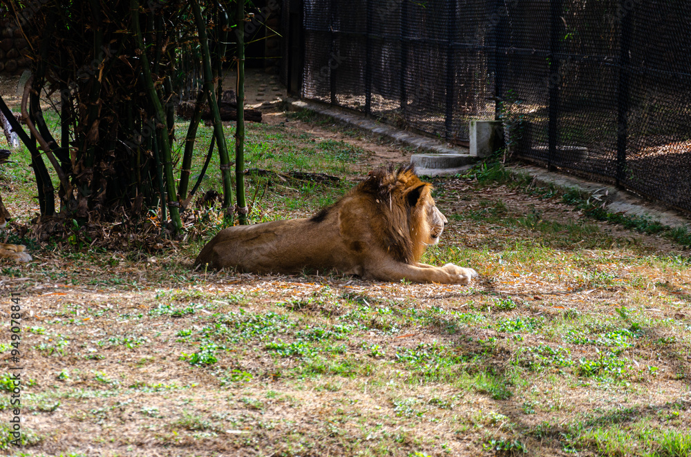 Naklejka premium Lion in a zoo