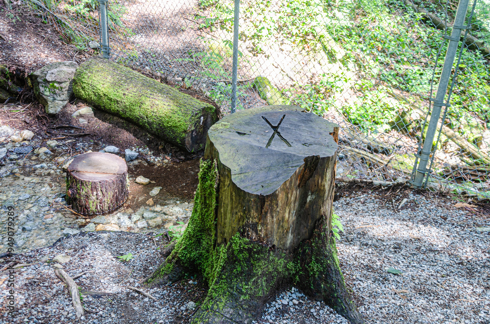 Stump of a large old tree with 'X' inscribed Stump of a large old tree with 'X' inscribed