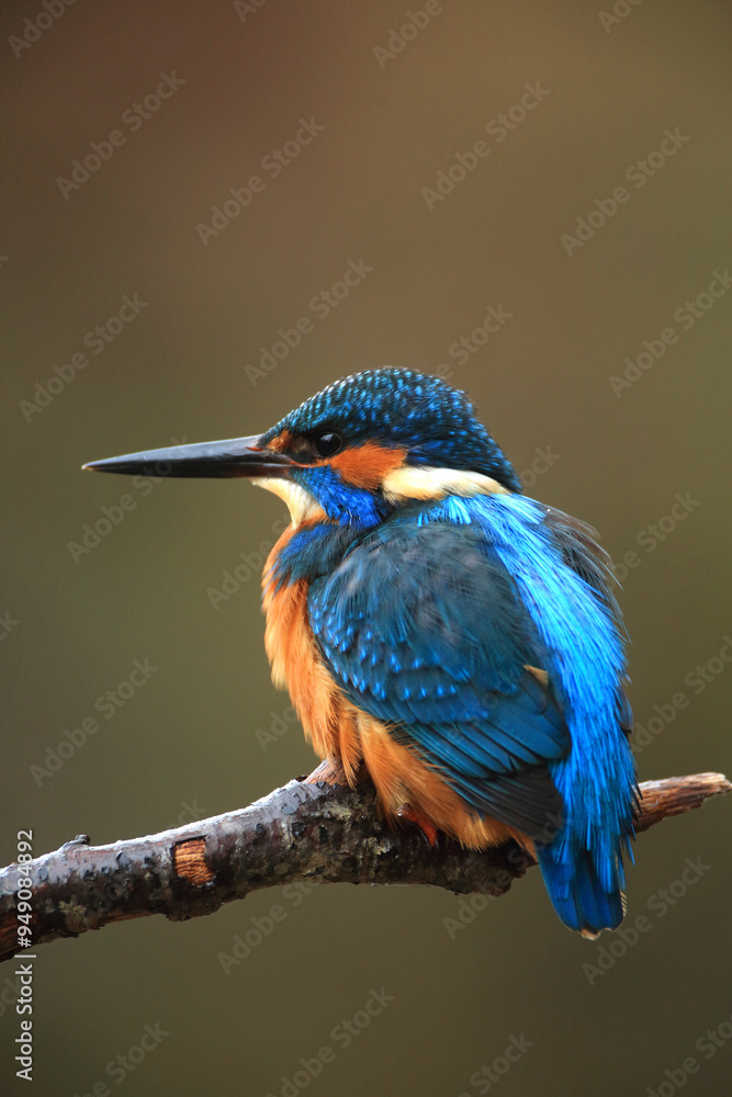 Eisvogel sitzt auf einem Ast
The Common Kingfisher (Alcedo atthis),Eurasian Kingfisher or river Kingfisher. Eisvogel sitzt auf einem Ast
The Common Kingfisher (Alcedo atthis),Eurasian Kingfisher or river Kingfisher.