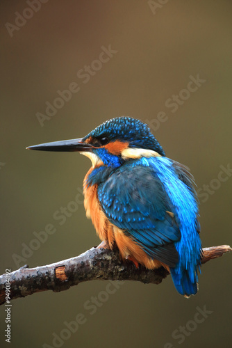 Eisvogel sitzt auf einem Ast The Common Kingfisher (Alcedo atthis),Eurasian Kingfisher or river Kingfisher.