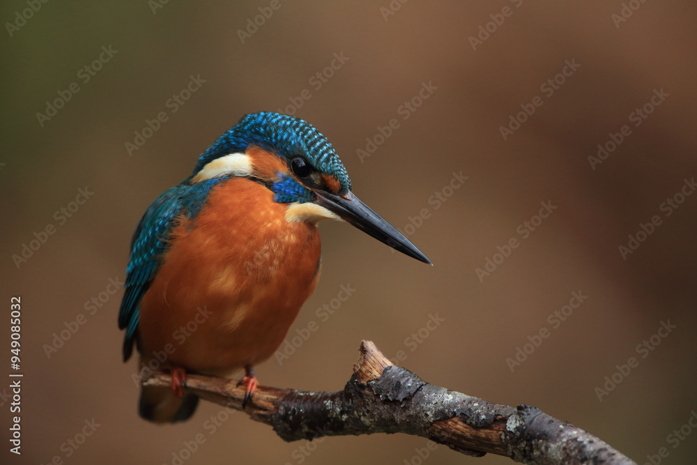 Eisvogel sitzt auf einem Ast
The Common Kingfisher (Alcedo atthis),Eurasian Kingfisher or river Kingfisher. Eisvogel sitzt auf einem Ast
The Common Kingfisher (Alcedo atthis),Eurasian Kingfisher or river Kingfisher.