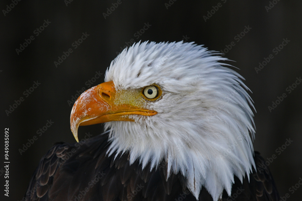 Bald eagle (Haliaeetus leucocephalus), animal portrait, captive, North Rhine-Westphalia, Germany, Europe Bald eagle (Haliaeetus leucocephalus), animal portrait, captive, North Rhine-Westphalia, Germany, Europe