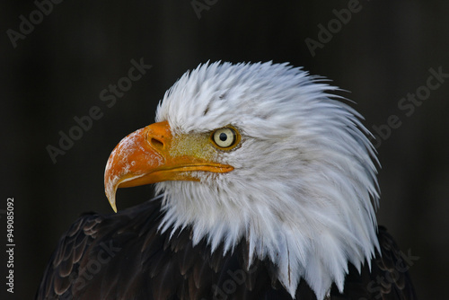 Bald eagle (Haliaeetus leucocephalus), animal portrait, captive, North Rhine-Westphalia, Germany, Europe photo