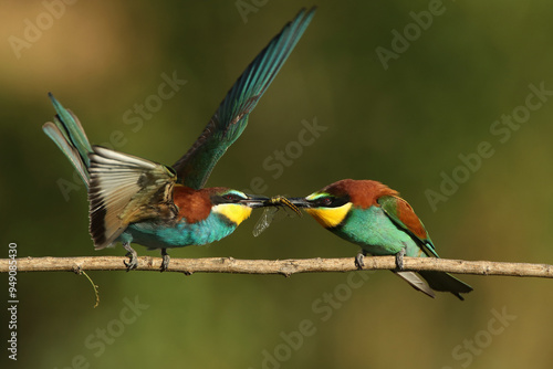 The European bee-eater (Merops apiaster) it's fighting over insects