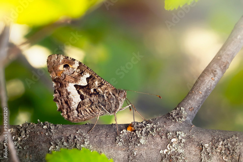 A butterfly that adapts very well to its environment. A butterfly almost invisible on a tree trunk. Hipparchia aristaeus. Southern grayling.  photo