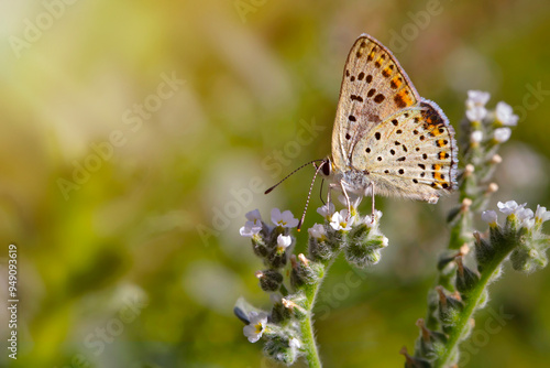 A beautiful butterfly photographed in its habitat. Nature background. Lycaena tityrus. Sooty Copper.