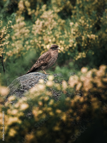 Wallpaper Mural Close-up on the rocks of an Argentine chimango. Torontodigital.ca