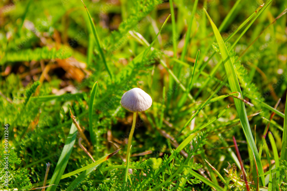 Psilocybin mushroom in the grass. Growth of psilocybin, hallucinogenic mushroom. Psilocybin mushroom in the grass. Growth of psilocybin, hallucinogenic mushroom.
