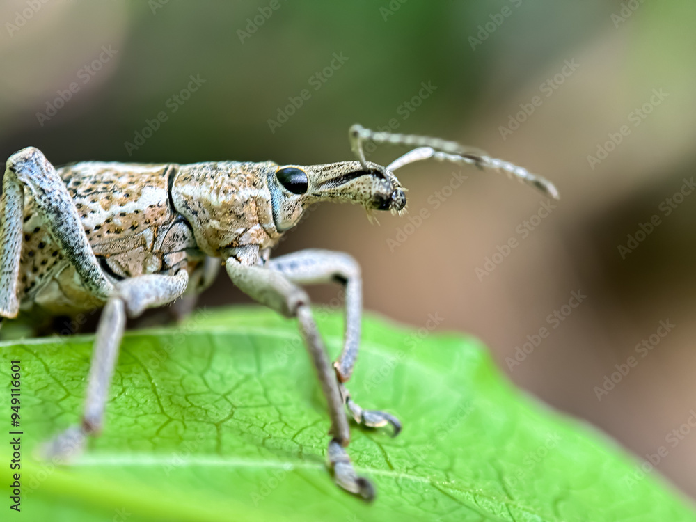 Close up of snout beetle (Curculionoidea), macro shot of snout beetle in leaves Close up of snout beetle (Curculionoidea), macro shot of snout beetle in leaves