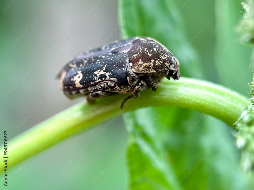 state potato beetle state potato beetle