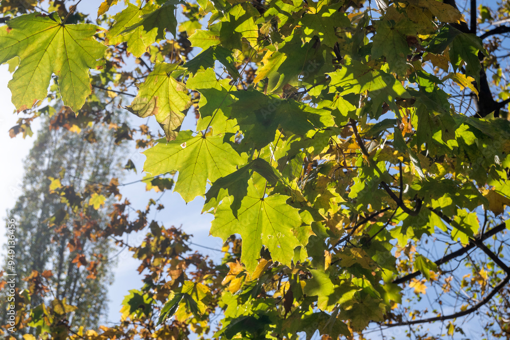 Fototapeta premium Autumn view of South Park in city of Sofia, Bulgaria