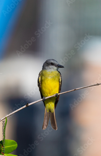 Passarinho de peito amarelo